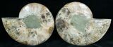 Stunning Cut & Polished Ammonite #6876-1